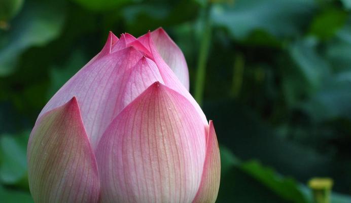 莲花的象征意义和精神（有关莲花的花语和象征）