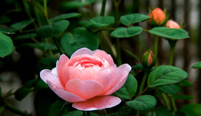 月季花什么时候开的（有关月季花观赏季节）