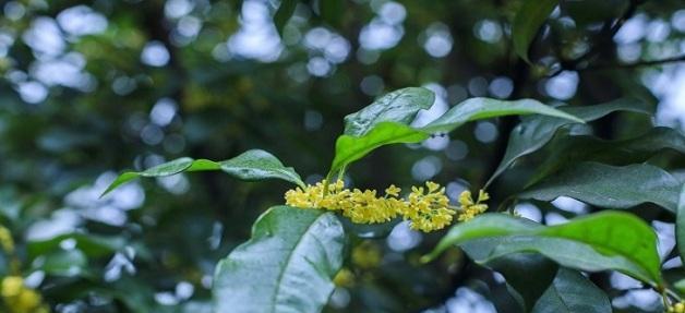 桂花几月开放时间最长（有关桂花的花期季节）