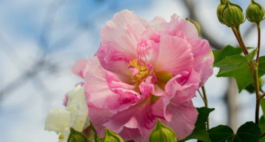 芙蓉花什么季节开花（有关芙蓉花的花期简介）