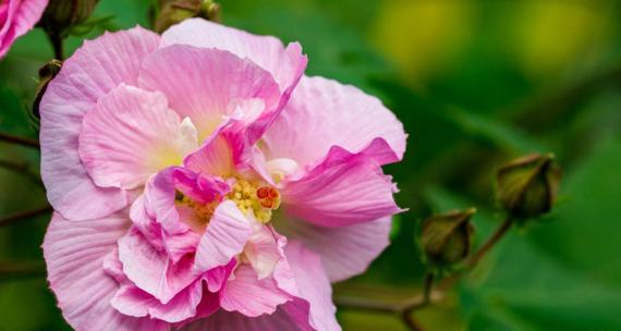 芙蓉花什么季节开花（有关芙蓉花的花期简介）