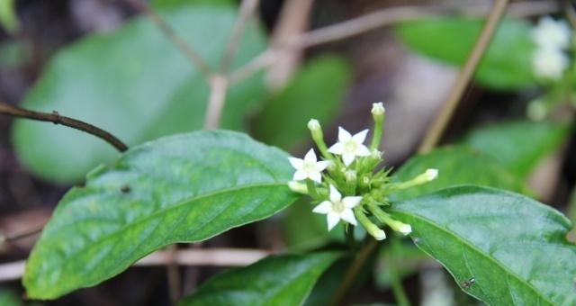 茜草科植物有哪些（常见的茜草科植物介绍）