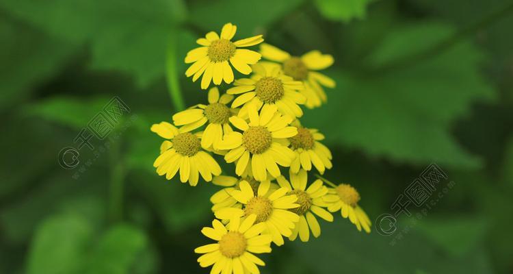 野菊花的花语及其意义（探秘野菊花的丰富花语）