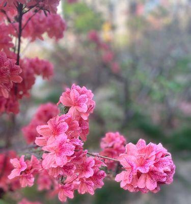 樱桃花的美丽与花语（揭开樱桃花的秘密）