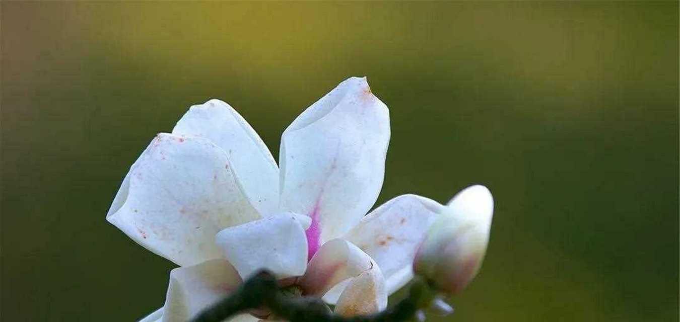 探寻玉兰花的花语之谜（玉兰花的种类及其花语解读）