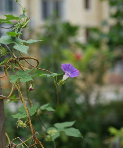 圆叶牵牛花语-美丽与纯洁的象征（用花朵传递真挚情感）