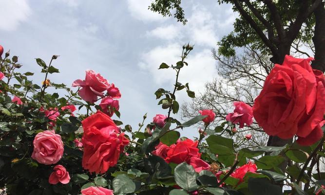 月桂花与希腊神话（探寻月桂花的象征意义与希腊神话的故事）