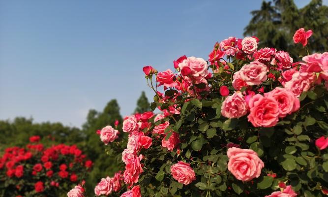 月季花的美与寓意（探寻月季花所代表的情感与象征意义）