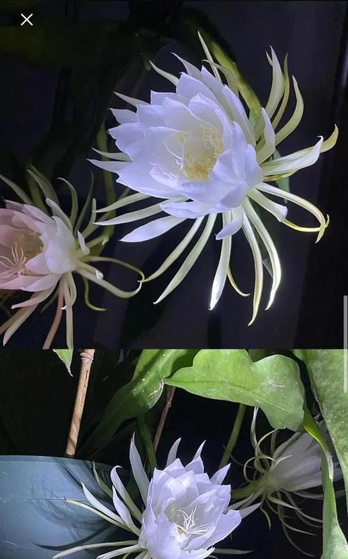 昙花（昙花花语象征与寓意）