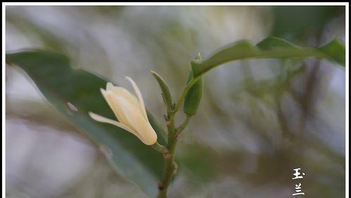 白兰花的花语（用花语解读白兰花）