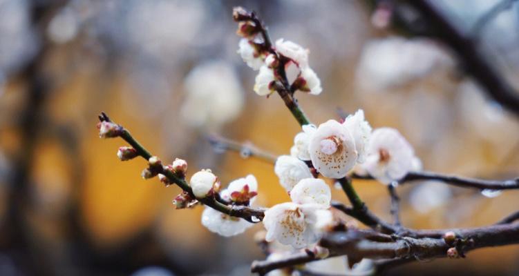 白梅花的花语（寓意坚强与希望的白梅花）