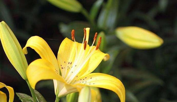 百合花的象征意义（揭秘百合花的深层寓意与文化背景）