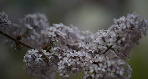 丁香花的意义与寓意（丁香花的美丽与深刻内涵）