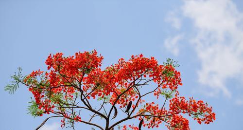 凤凰花的神秘之美（揭开凤凰花的寓意与象征）