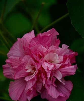 木芙蓉的花语（揭示木芙蓉花所代表的深层含义）