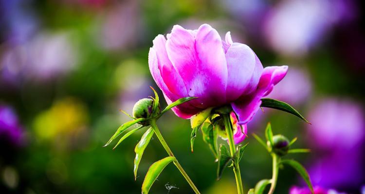 芍药花的花语与寓意（传递爱情与勇气的“芍药”）