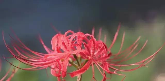 花朵中的生死交织（以鲜花与凋零）