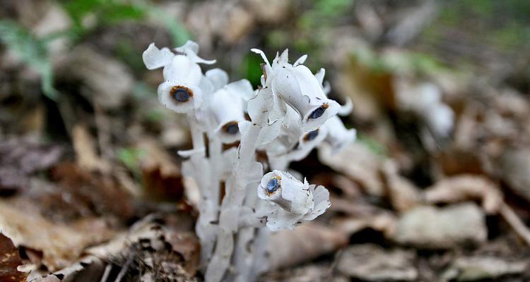 花朵中的生死交织（以鲜花与凋零）