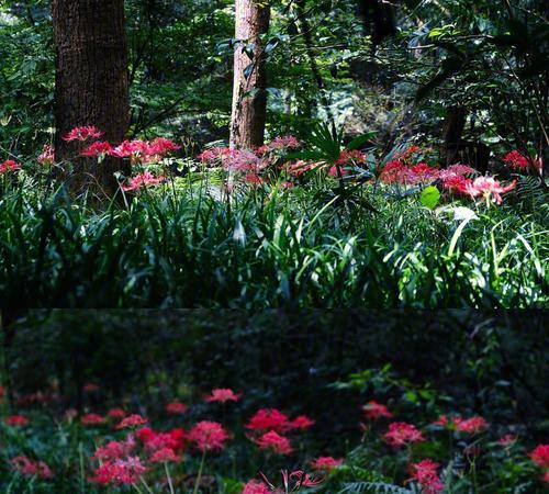 花朵中的生死交织（以鲜花与凋零）