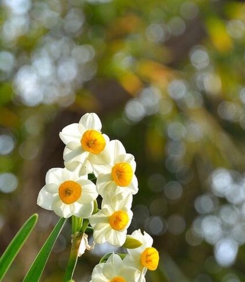 水仙花（揭秘水仙花的特点）