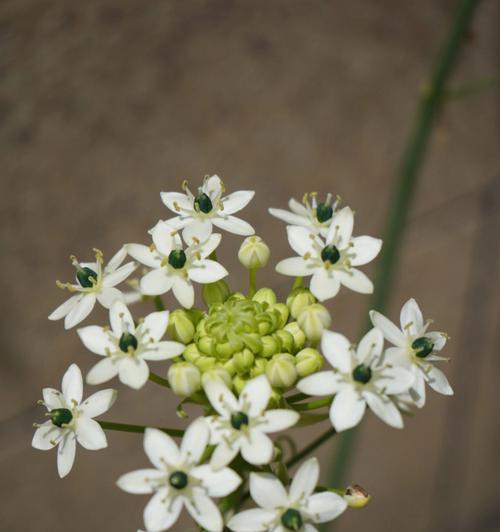 白花虎眼万年青的花语与意义（探寻白花虎眼万年青的花语内涵）