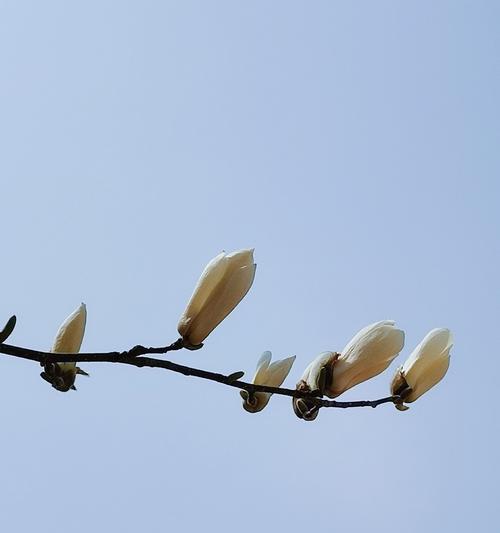 白兰花（娇美花朵的意义与神秘故事）