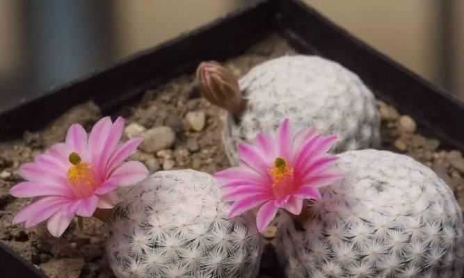 白鸟仙人球花语（白鸟仙人球花的花语解读与赏析）