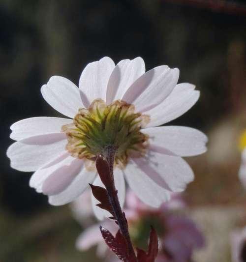 白色翠菊（花语解读与生命启示）