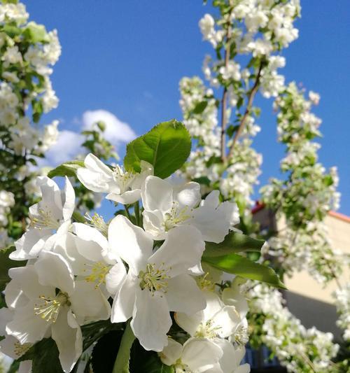 白色海棠花的花语及美丽寓意（传递纯洁与永恒）