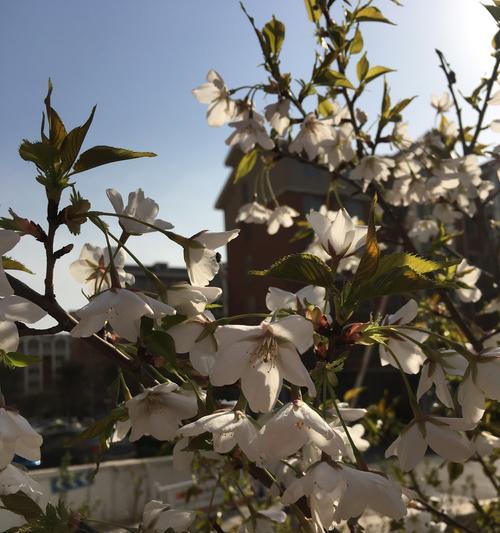 白色海棠花的花语及美丽寓意（传递纯洁与永恒）