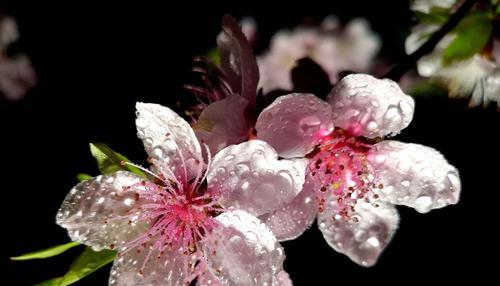 白色桃花的花语与美好寓意（桃花之美）