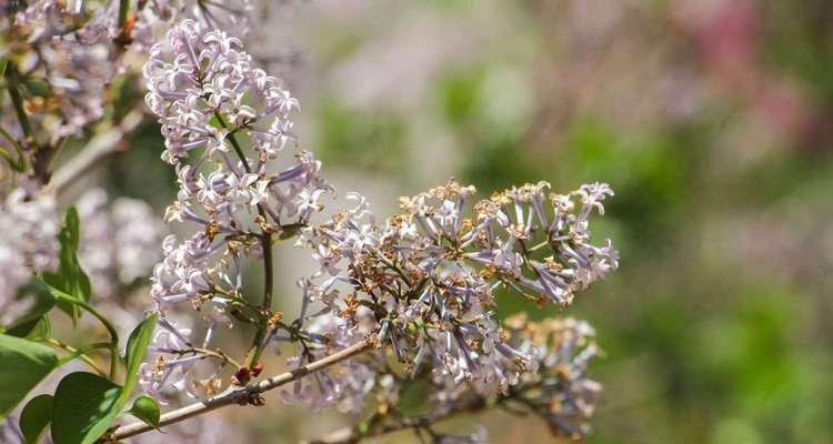 白色紫丁香花语（怀念过去）