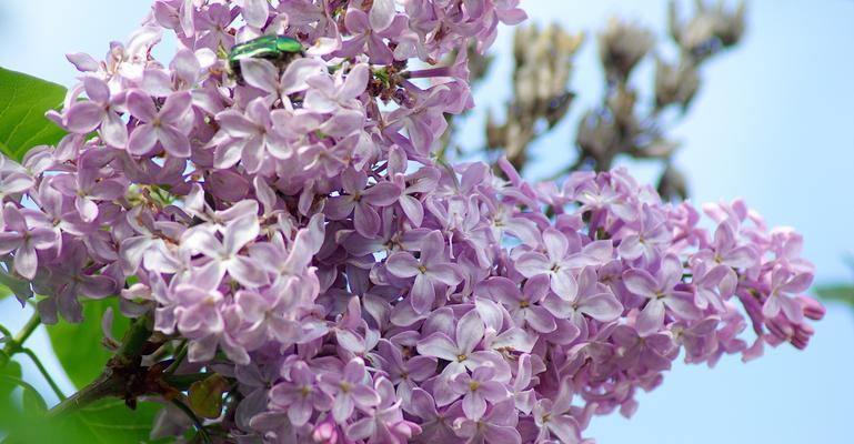 白色紫丁香花语（怀念过去）