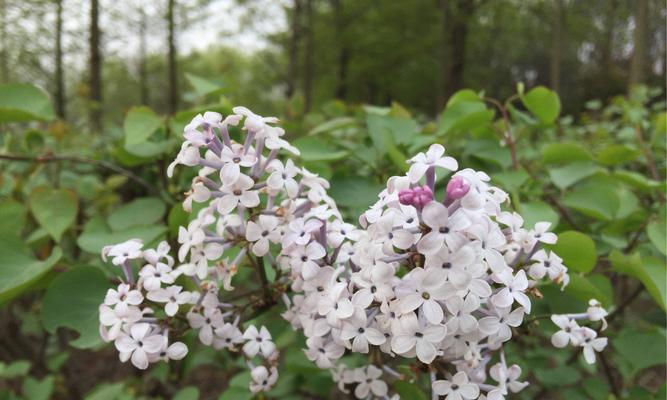 白色紫丁香花语（怀念过去）