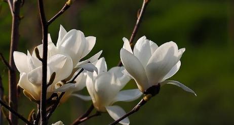 白玉兰花的象征意义与美丽之源（探寻白玉兰花的文化内涵与美丽传承）