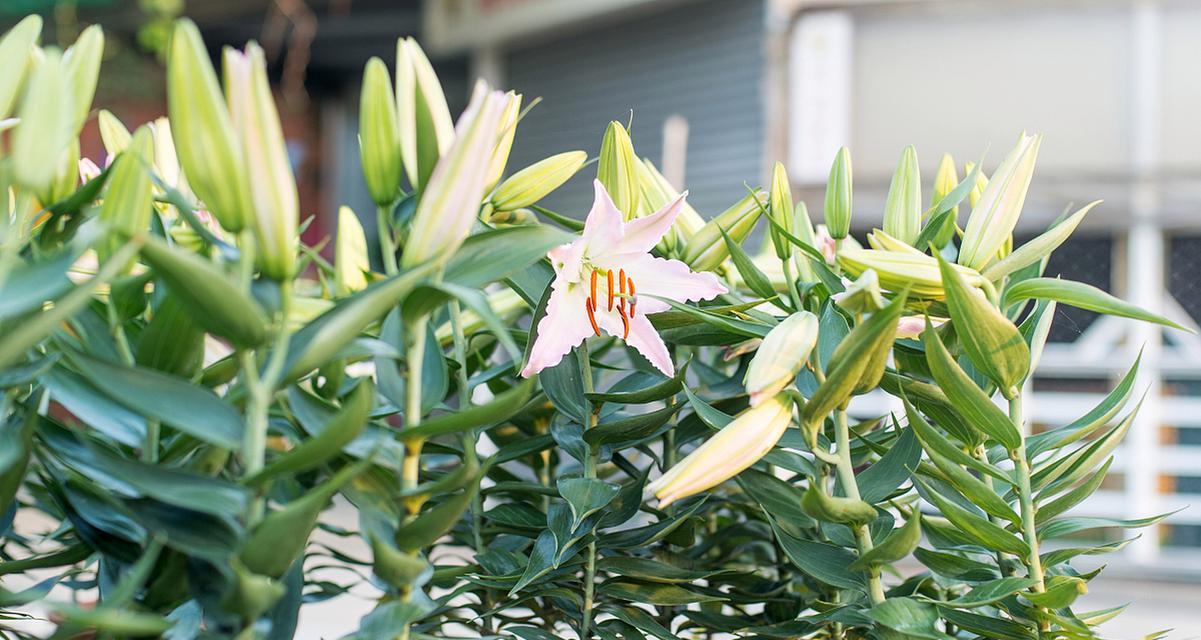 百合竹花的美丽和象征意义（探索百合竹花的文化底蕴与自然奇观）