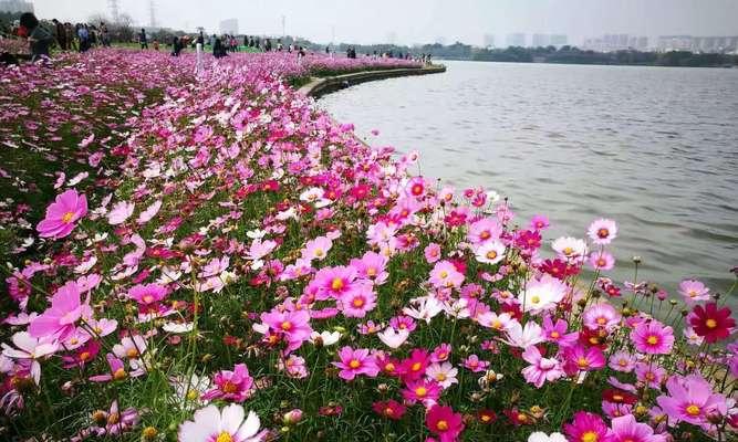 波斯菊花（探寻波斯菊花的文化内涵与精神价值）