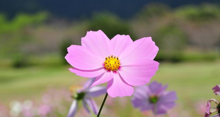 波斯菊花（探寻波斯菊花的文化内涵与精神价值）