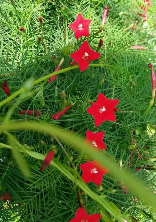 不夜城芦荟的花语（探索不夜城芦荟的美与意义）