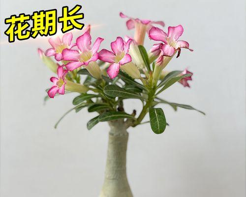 玫瑰花怎么养殖方法（玫瑰花的栽培技术要点）