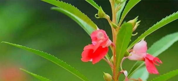 指甲花的学名叫什么花（指甲花的介绍和特点）