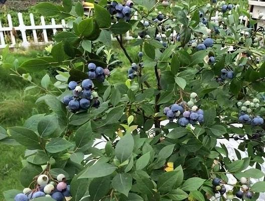 蓝莓种植需要什么条件（蓝莓的种植方法和时间）