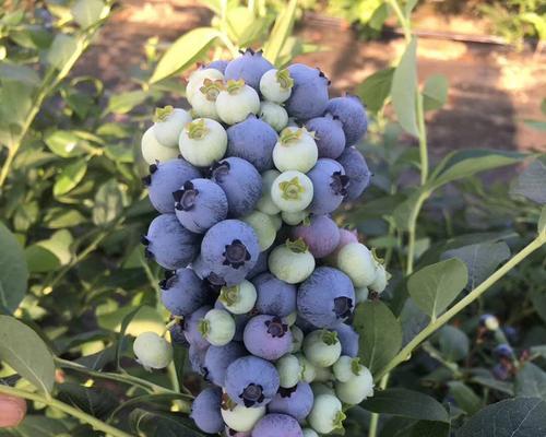 蓝莓种植需要什么条件（蓝莓的种植方法和时间）