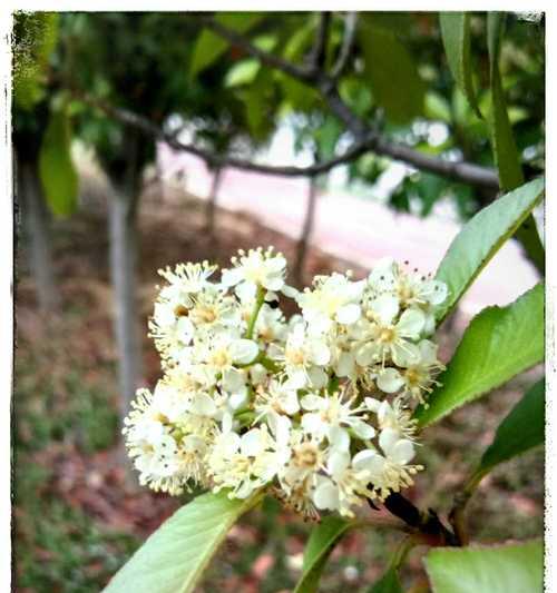 石楠花为什么要种在学校宿舍（山茶花的养护知识）