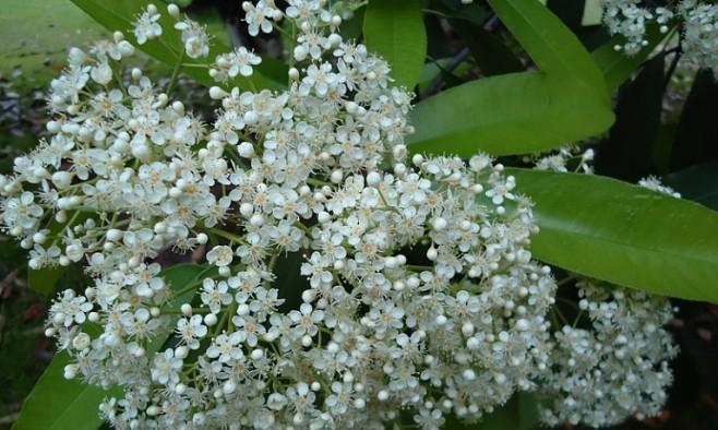 石楠花为什么要种在学校宿舍（山茶花的养护知识）