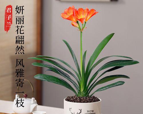 君子兰一般养几年开花（教你让君子兰快速开花的妙招）