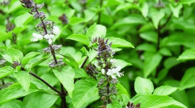 荆芥种子怎么种（荆芥种植时间及步骤）