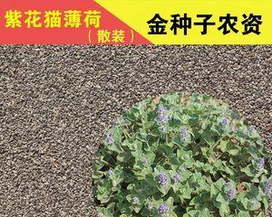 荆芥种子怎么种（荆芥种植时间及步骤）