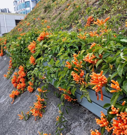 爆竹花什么时候开花（详解爆竹花开花季节）