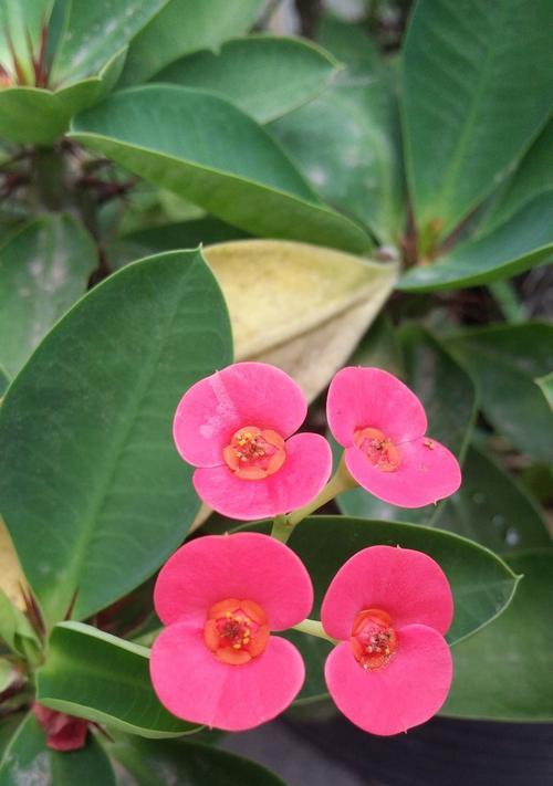 夏季开放的花有哪些（夏季代表性的花）